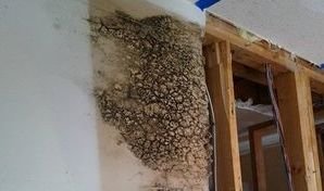 Moldy Drywall After Unmitigated Leak